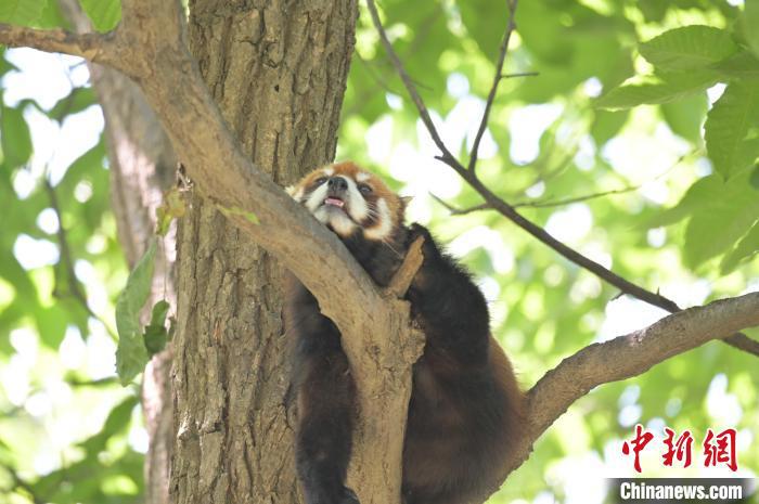 西安秦嶺野生動(dòng)物園里的小熊貓?！∥靼睬貛X野生動(dòng)物園供圖